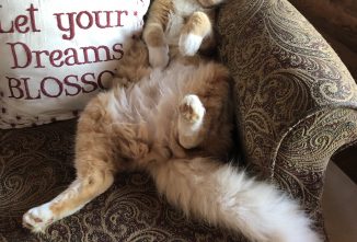 Downsizing as a Way to Continue the Homestead Lifestyle